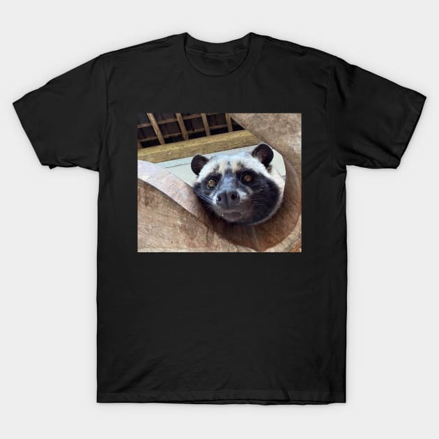 Raccoon T-Shirt by daghlashassan